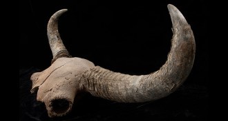 bison skull