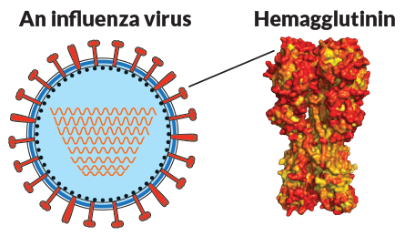influenza virus