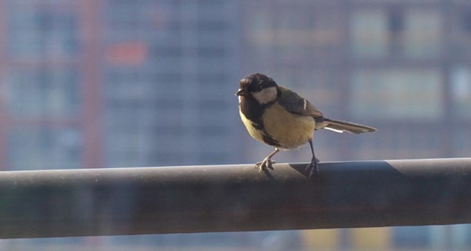 urban great tit