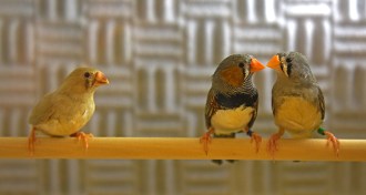 zebra finches