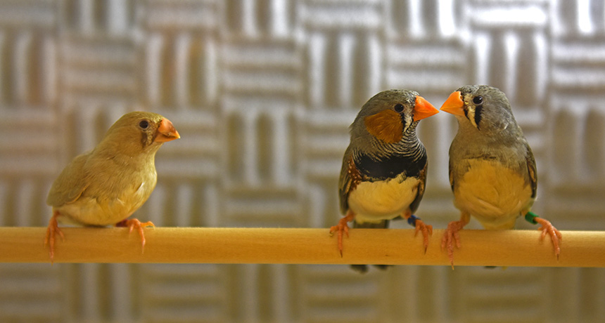 zebra finches