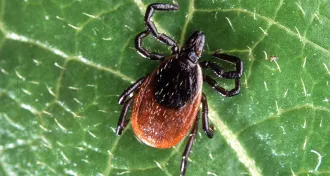 a deer tick