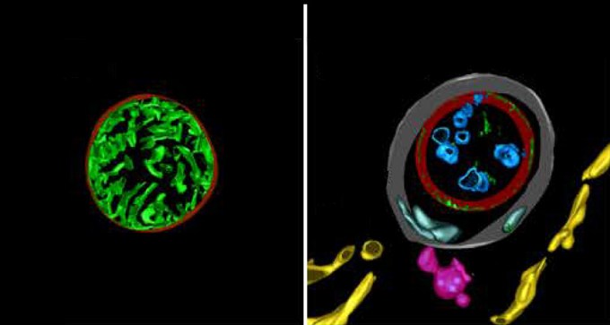 cell and fertilized egg with mitochondria