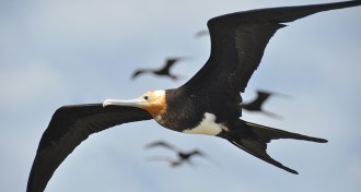 frigatebirds