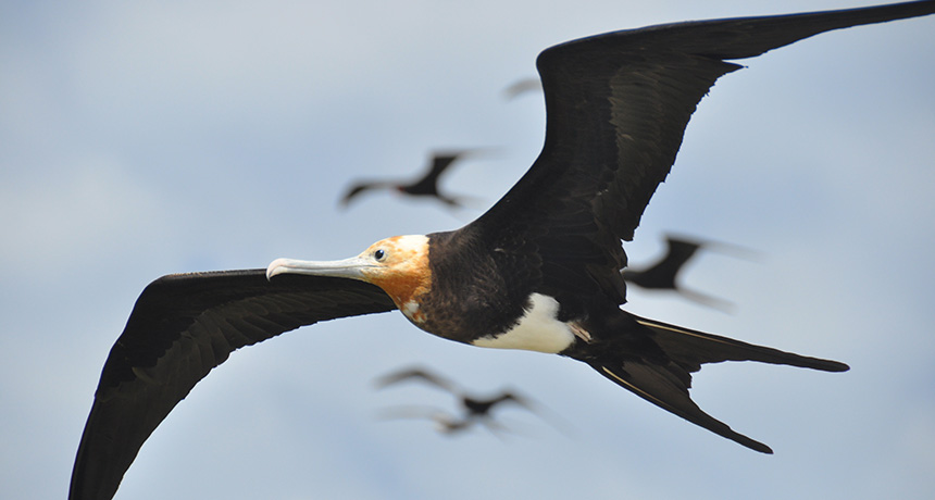 frigatebirds