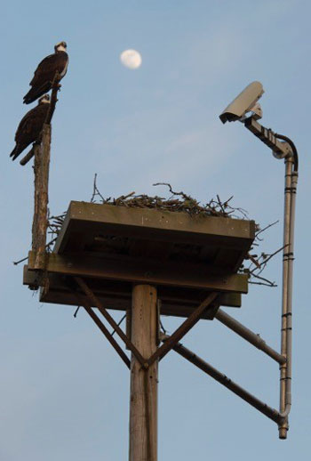 WHOI osprey nest