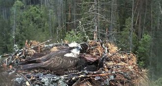 webcam shot of an osprey nest