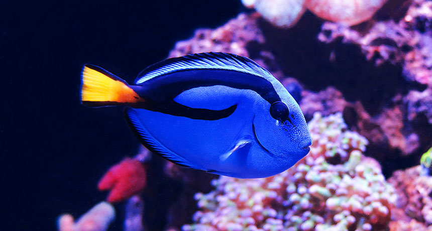 blue tang fish