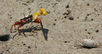 banana fiddler crab
