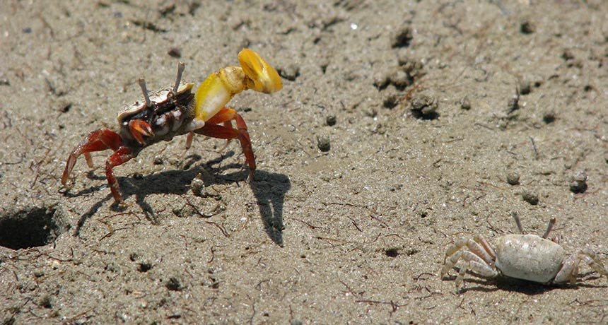 banana fiddler crab