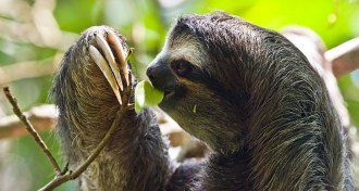 three-toed sloth