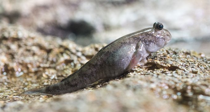 mudskipper