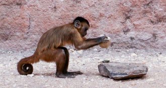 bearded capuchin monkey cracks nut