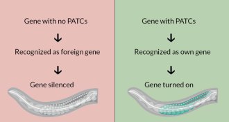 Junk DNA diagrams