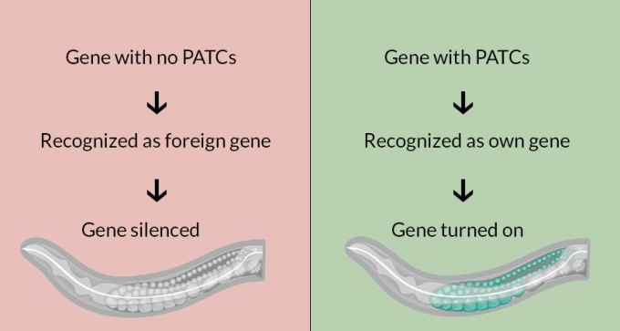 Junk DNA diagrams