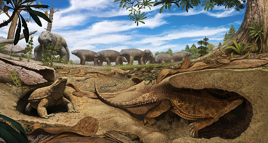 Eunotosaurus africanus illustration