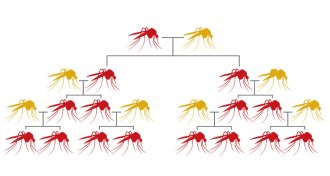 Mosquito mutations