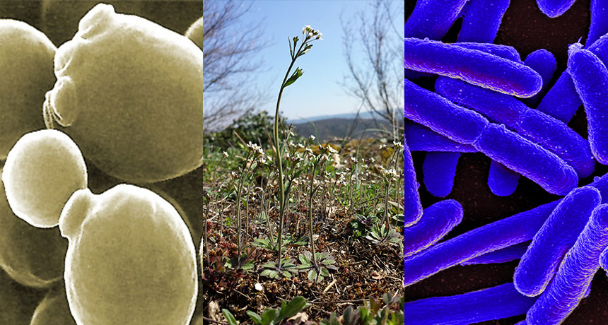 yeast, bacteria and a plant