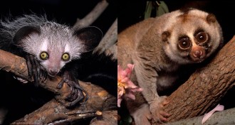 an aye-aye and a slow loris