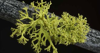 wolf lichen