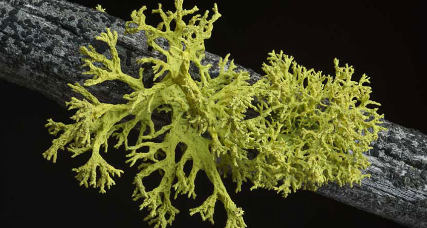 wolf lichen