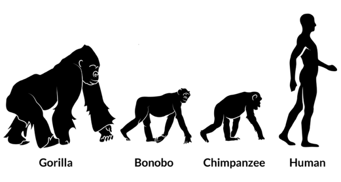 silhouettes of primates