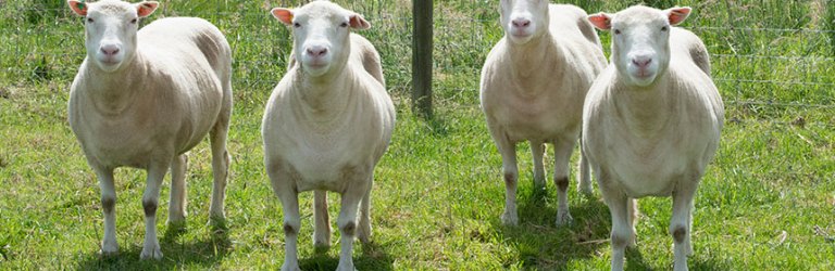 cloned sheep