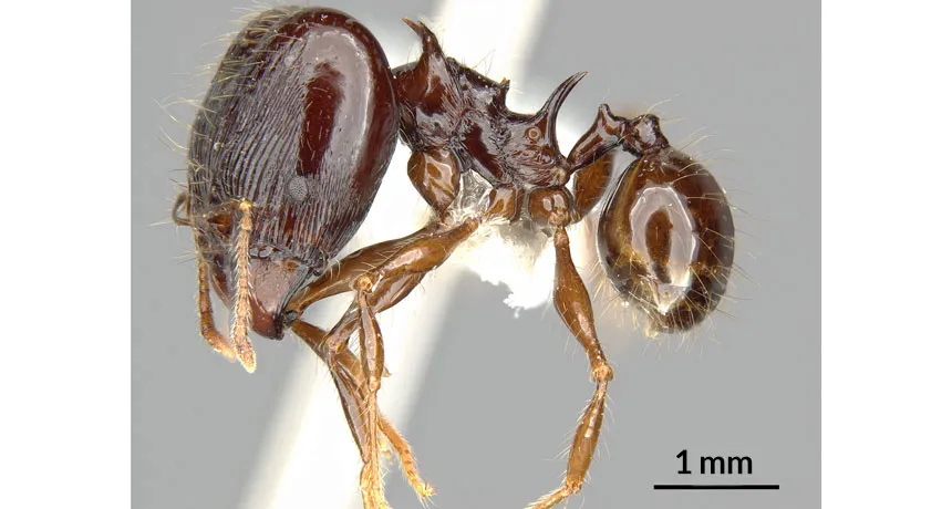 Newly discovered big-headed ants use spines for support