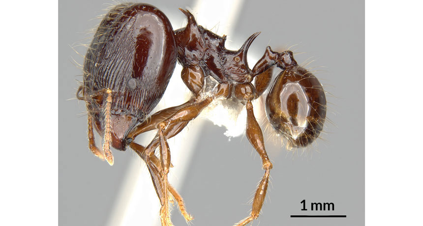 Pheidole drogon