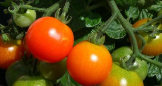 tomatoes on the vine