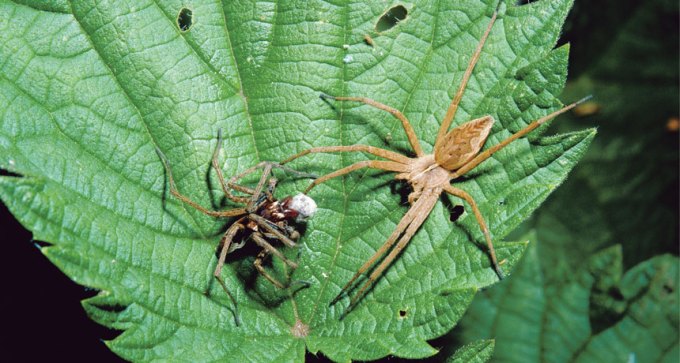nursery web spiders