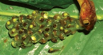 snake eating embryos