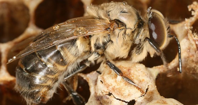 Carniolan honeybee