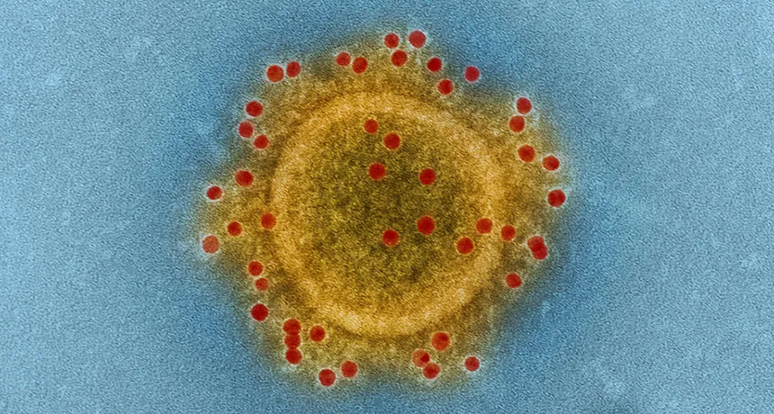 Micrograph of a MERS coronavirus