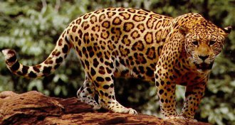 jaguar