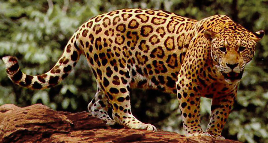 jaguar