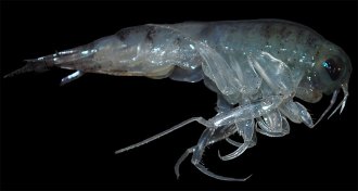 Themisto libellula amphipod
