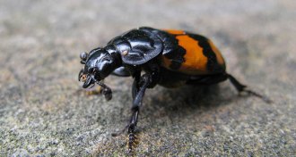 a burying beetle