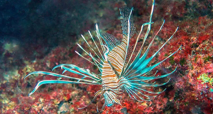 lionfish