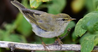 willow warbler