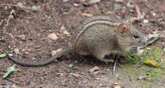 African striped mice