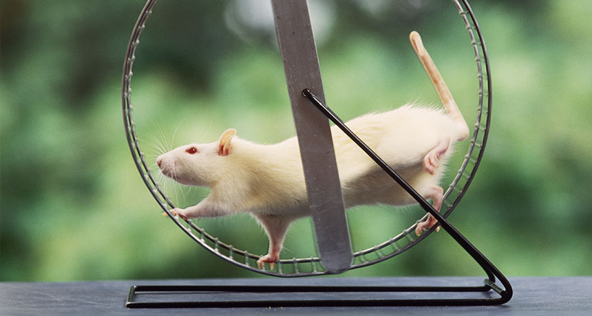 rat running on a wheel