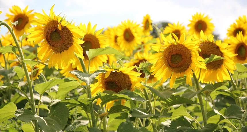 Internal clock helps young sunflowers follow the sun