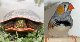 painted turtle and zebra finch