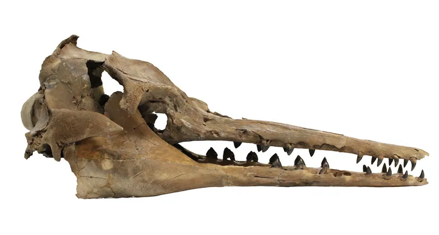 Echovenator sandersi