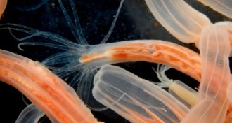 Starlet sea anemones