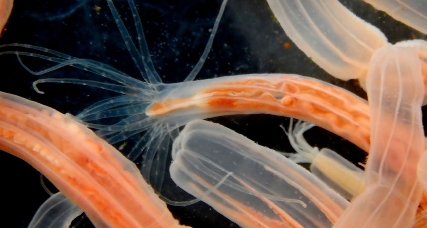 Starlet sea anemones