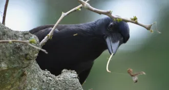 crow bending stick