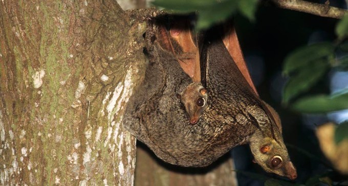 colugo with young in tree