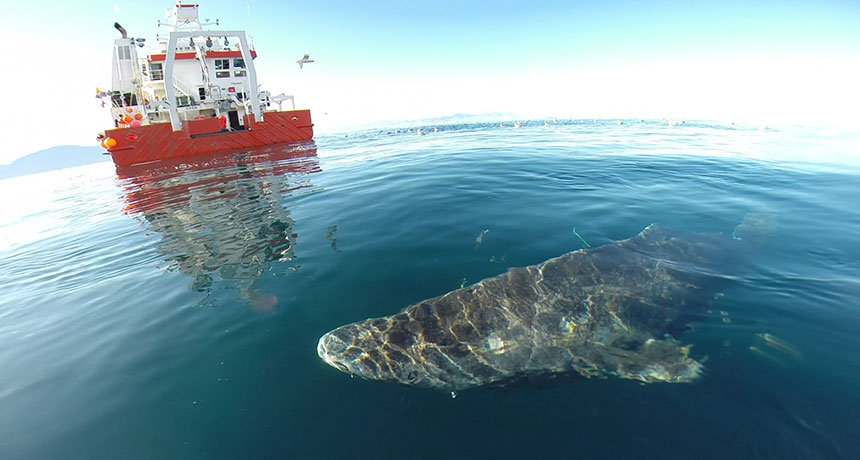Greenland shark